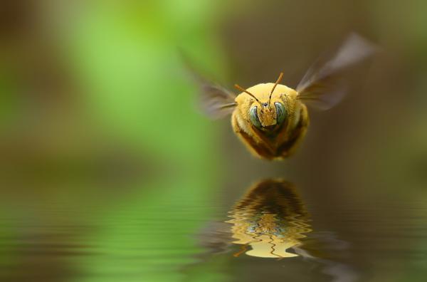 20 самых популярных макрофотографий в этом году (ФОТО)