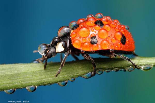 20 самых популярных макрофотографий в этом году (ФОТО)