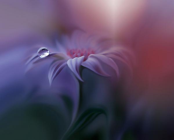 20 самых популярных макрофотографий в этом году (ФОТО)