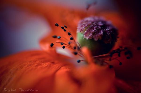 20 самых популярных макрофотографий в этом году (ФОТО)