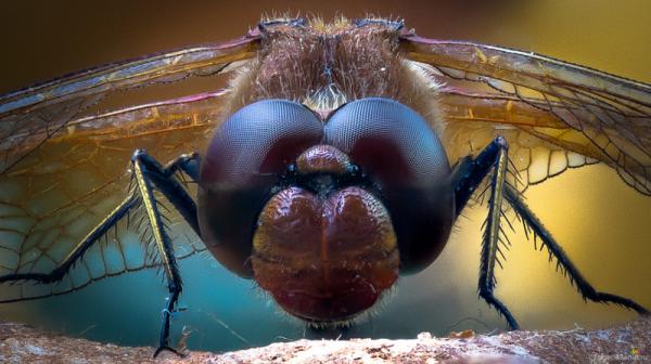 20 самых популярных макрофотографий в этом году (ФОТО)