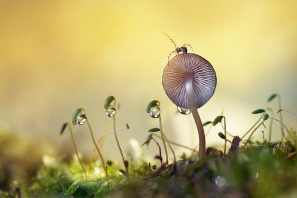 20 самых популярных макрофотографий в этом году (ФОТО)