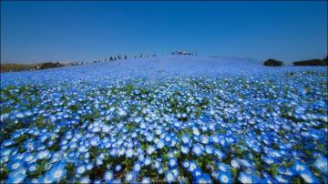 Потрясающая красота весны: миллионы голубых цветов расцвели в знаменитом парке в Японии (ФОТО)