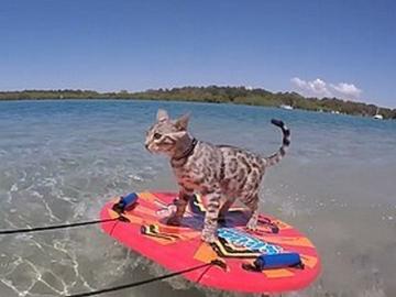 Бесстрашный кот - серфер покорил пользователей сети (ВИДЕО)