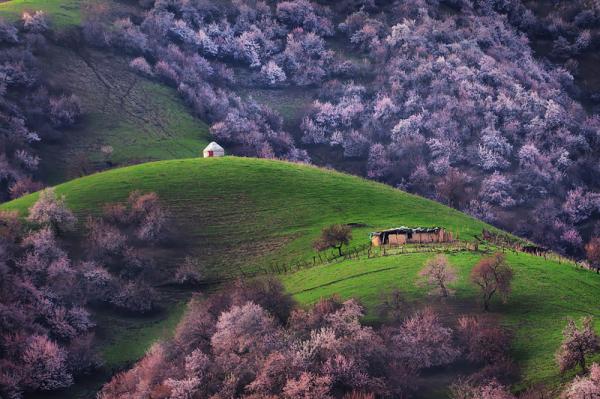 Завораживающее цветение абрикоса в Китае (ФОТО)