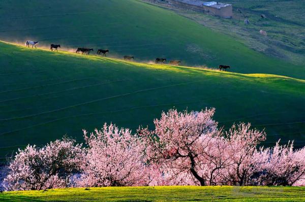 Завораживающее цветение абрикоса в Китае (ФОТО)