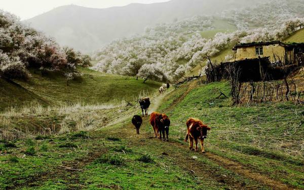 Завораживающее цветение абрикоса в Китае (ФОТО)