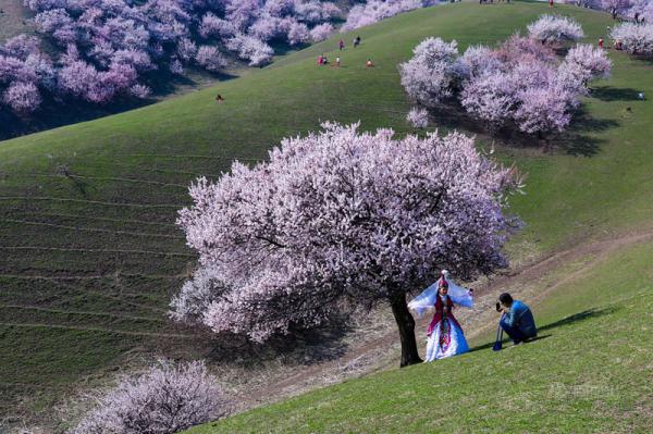 Завораживающее цветение абрикоса в Китае (ФОТО)