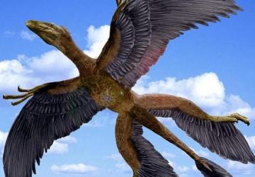 В Антарктиде ученые обнаружили останки гигантской птицы