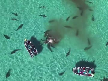 Огромная стая акул съела кита на глазах у туристов (ВИДЕО)
