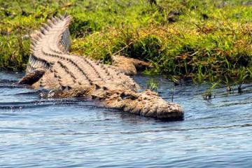В американском штате Флорида обнаружены нильские крокодилы-людоеды