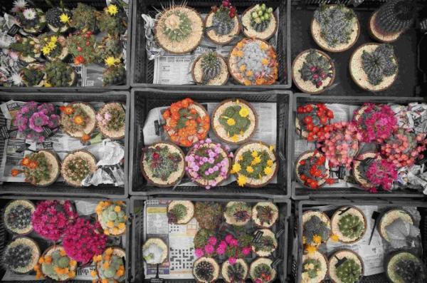 Рябь в глазах: в Лондоне открылась престижнейшая выставка цветов (ФОТО)