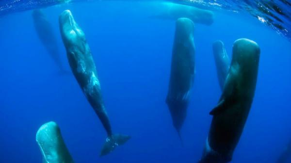 Подборка снимков, которая поставит вас в тупик (ФОТО)