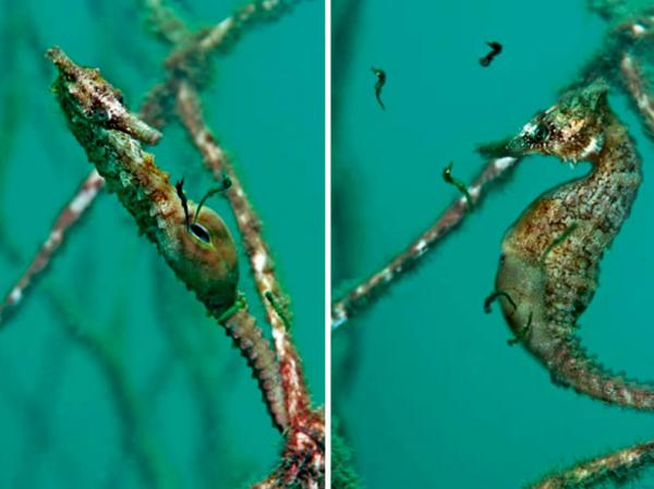 Подборка снимков, которая поставит вас в тупик (ФОТО)