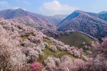 Абрикосовая долина: потрясающая красота природы в китайской провинции Синьцзян (ФОТО)