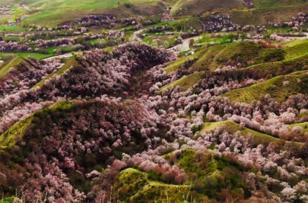 Абрикосовая долина: потрясающая красота природы в китайской провинции Синьцзян (ФОТО)