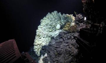 В Тихом океане обнаружили гигантскую губку (ВИДЕО)