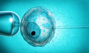 В Нидерландах будут выращивать человеческие эмбрионы