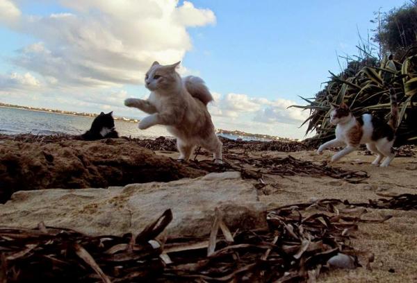 Кошачий пляж стал седьмым чудом для туристов на Сардинии (ФОТО)