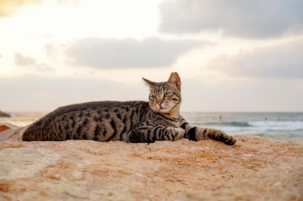 Кошачий пляж стал седьмым чудом для туристов на Сардинии (ФОТО)
