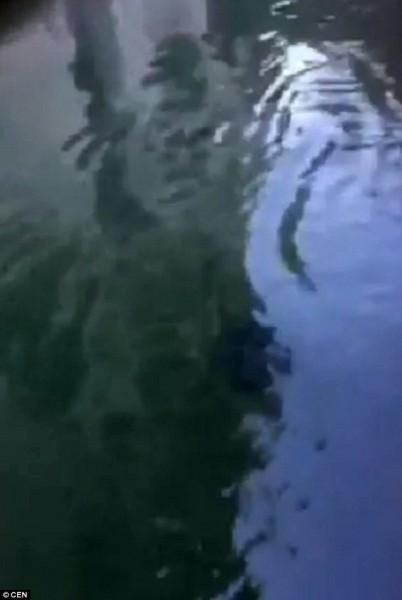 Странное существо в водах Венеции вызвало панику (ФОТО)