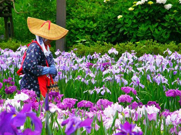 Удивительная достопримечательность: водный сад ирисов в Японии (ФОТО)