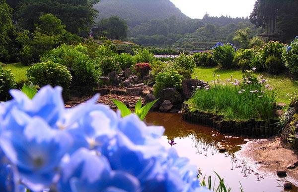 Удивительная достопримечательность: водный сад ирисов в Японии (ФОТО)