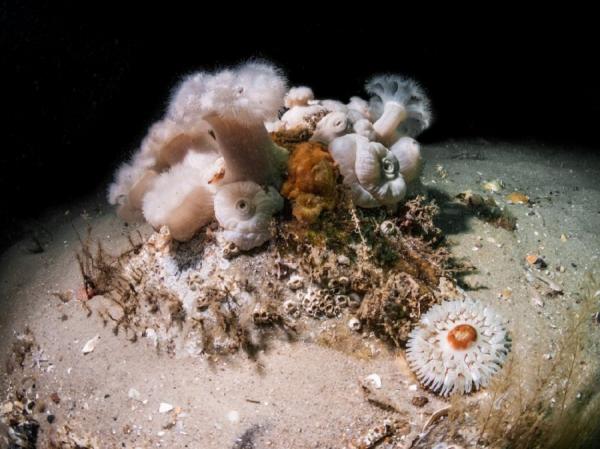 Уникальный подводный мир у побережья острова Зюльт (ФОТО)