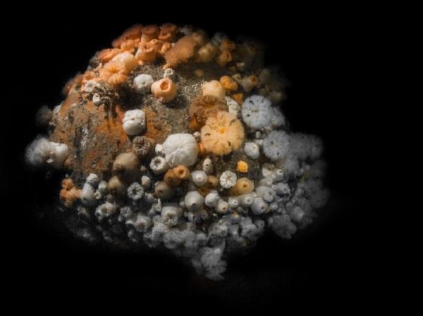 Уникальный подводный мир у побережья острова Зюльт (ФОТО)