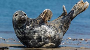 Тюлени – это собаки подводного мира (ФОТО)
