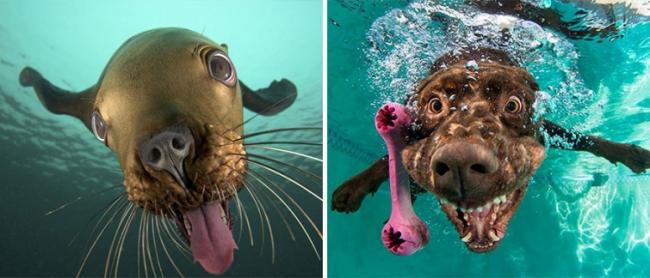 Тюлени – это собаки подводного мира (ФОТО)