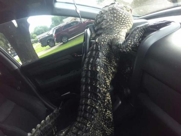 Незваный гость: аллигатор едва не угнал автомобиль в американском штате Техас (ФОТО)