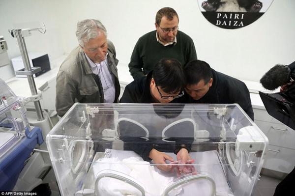 Панда родила крохотного детеныша в зоопарке (ФОТО)