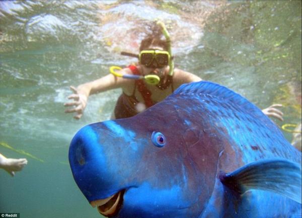 Животные мешают делать селфи. 10 курьезных снимков (ФОТО)