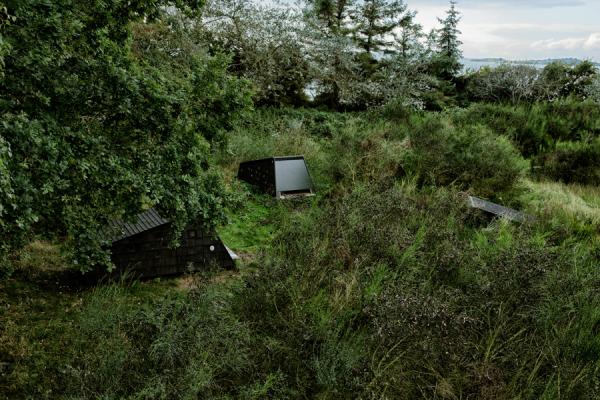 Лесная идиллия. В Дании реализуют уникальный проект (ФОТО)