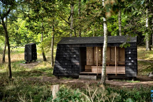 Лесная идиллия. В Дании реализуют уникальный проект (ФОТО)