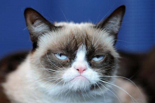 Секрет успеха. Grumpy Cat зарабатывает больше голливудских звезд (ФОТО)