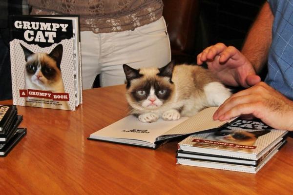 Секрет успеха. Grumpy Cat зарабатывает больше голливудских звезд (ФОТО)