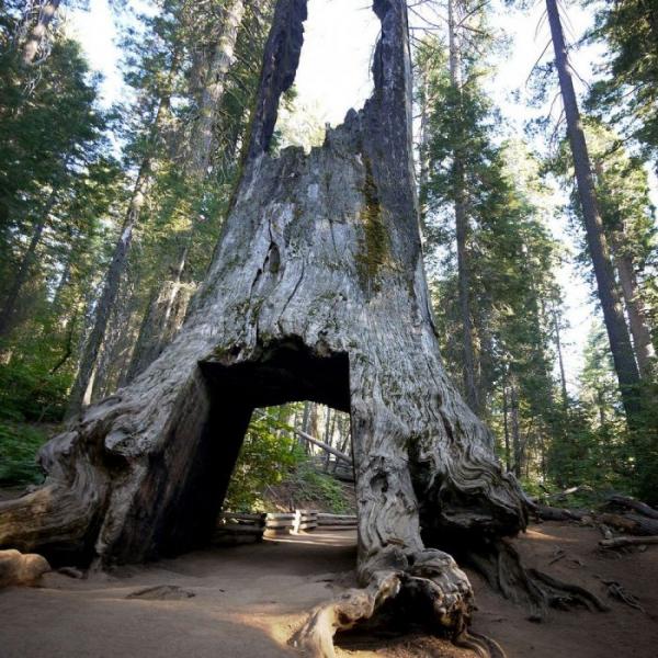 Уникальные деревья с туннелями в солнечной Калифорнии (ФОТО)