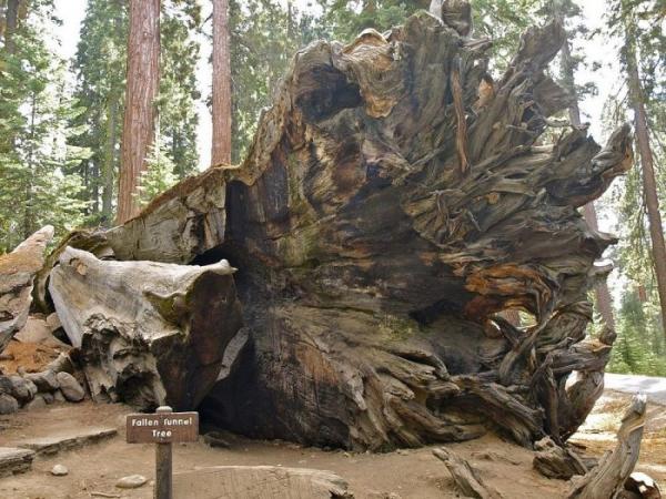 Уникальные деревья с туннелями в солнечной Калифорнии (ФОТО)