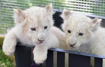 Знаменитый немецкий зоопарк показал подросших белых львят (ФОТО)