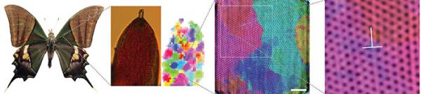 Рентгеновский снимок объяснил красочность крыльев бабочек (ФОТО)