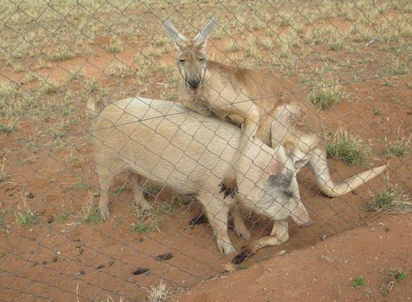 В Австралии кенгуру и свинья доказали, что любовь не знает границ (ФОТО)