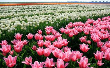 ТОП-5 лучших цветочных плантаций мира (ФОТО)