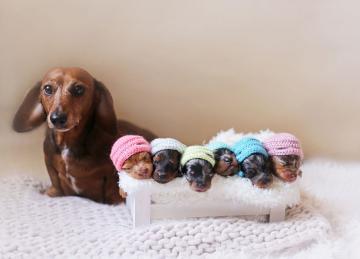 Необычные модели. Самые милые щенки в мире (ФОТО)