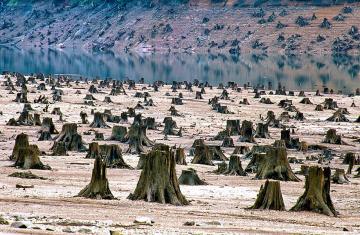 Норвегия отказывается от вырубки леса