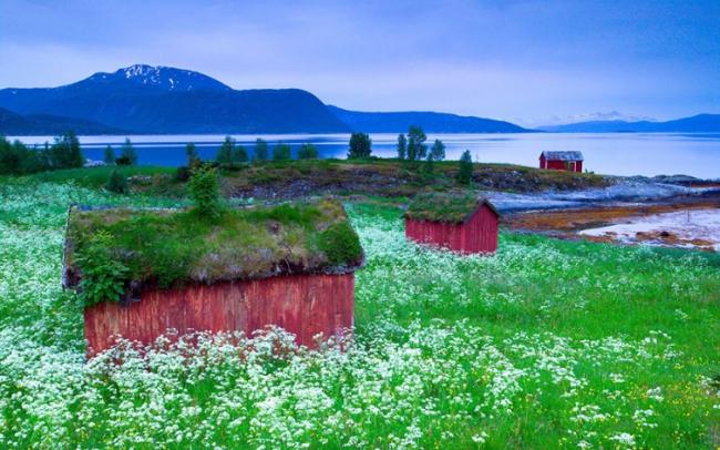 Сказочные скандинавские дома с зелеными крышами (ФОТО)