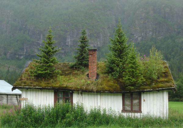 20 сказочных скандинавских домиков с живой крышей (ФОТО)