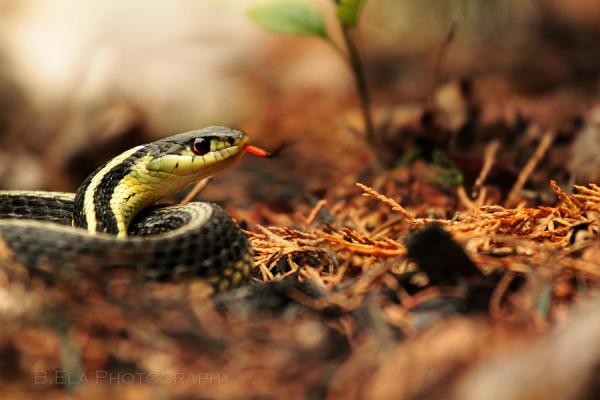 Красивые и опасные: самые необычные змеи мира (ФОТО)