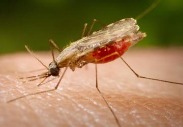 Ученые из США разрабатывают комаров, которые будут бороться с малярией